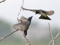 Eastern Kingbirds 8623